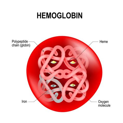 hemoglobin eser nedir
